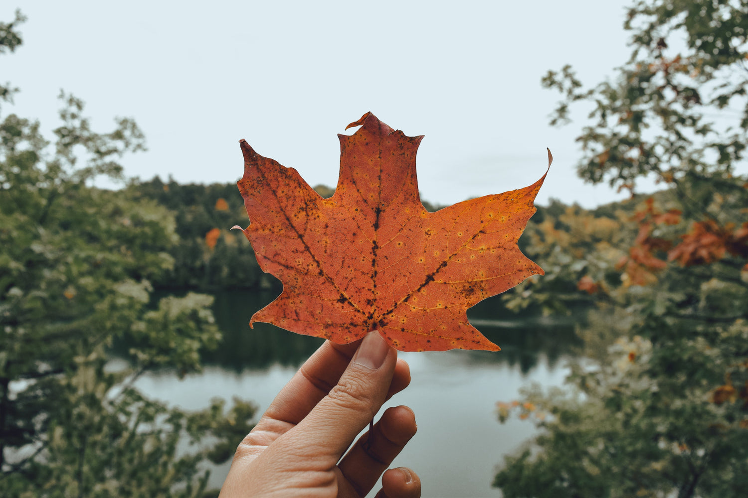 Herfst Collectie - Duurzaam, Vegan en Biologisch